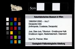 Foto (Objekt + Etikett) von Decapoda indet.  (NHMW-GEO-1990-0041-2692)